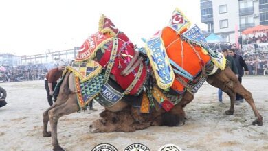 Burhaniye Belediyesi tarafından 18. Burhaniye Zeytin ve Zeytinyağı Hasat Şenliği kapsamında düzenlenen Klâsik Deve Güreşleri Yapıldı