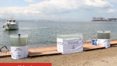 6 bin yavru balık Körfez'e salındı