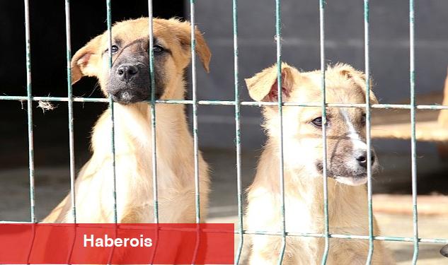 7 Bin 63 Sokak Hayvanına Tedaviye Yönelik İşlem Yapıldı - Haberois 7 Bin 63 Sokak Hayvanına Tedaviye Yönelik İşlem Yapıldı