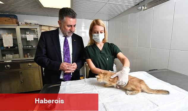 Bayraklı'daki can dostlara özel klinik! - Haberois Bayraklı'daki can dostlara özel klinik!