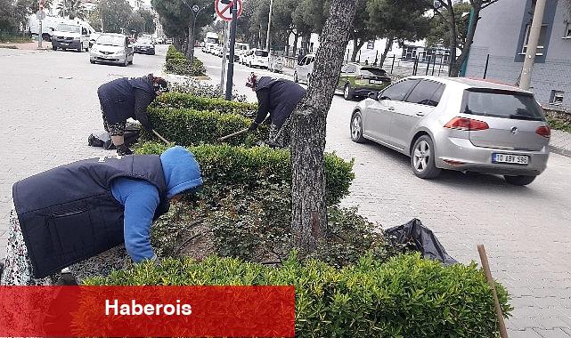 Burhaniye'de yabani ot temizliği çalışmaları başladı - Haberois Burhaniye'de yabani ot temizliği çalışmaları başladı