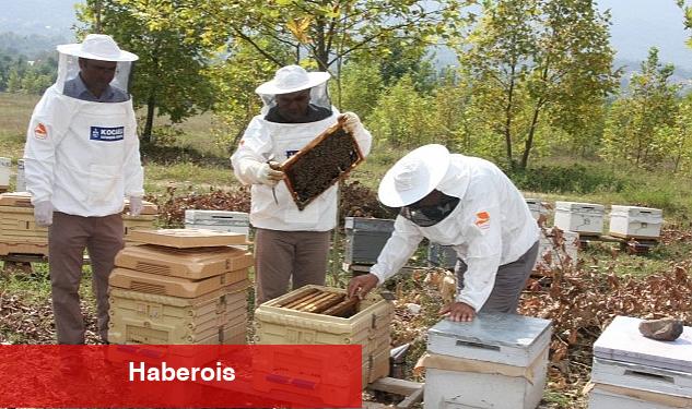 Büyükşehir'den arıcılara 55 ton arı yemi - Haberois Büyükşehir'den arıcılara 55 ton arı yemi