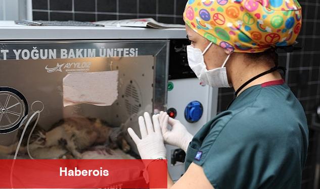 Can dostlar yeni meskenlerinde daha keyifli - Haberois Can dostlar yeni meskenlerinde daha keyifli