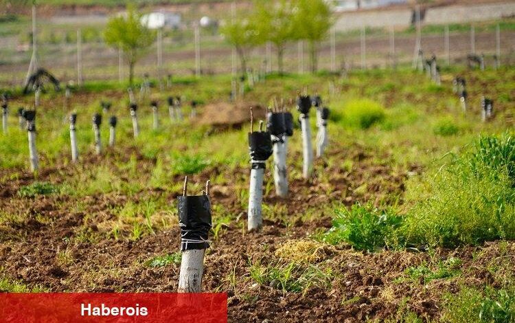Diyarbakır’da fıstık ve ceviz ağaçları aşılanıyor - Haberois Diyarbakır’da fıstık ve ceviz ağaçları aşılanıyor