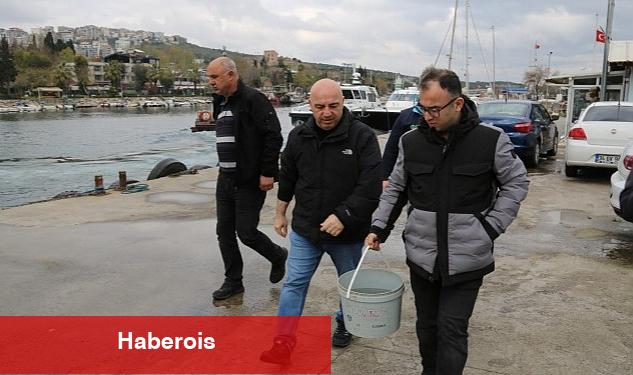 Gebzeli balıkçıların ağına takılan kalkan balığı tekrar denize salındı - Haberois Gebzeli balıkçıların ağına takılan kalkan balığı tekrar denize salındı