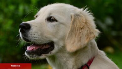 Gerçeğini aratmayan robot köpek şaşkınlık yarattı!