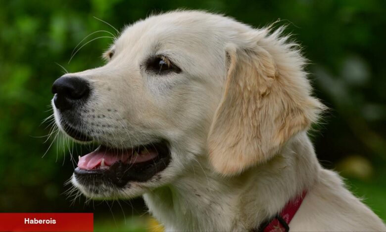 Gerçeğini aratmayan robot köpek şaşkınlık yarattı! - Haberois Gerçeğini aratmayan robot köpek şaşkınlık yarattı!