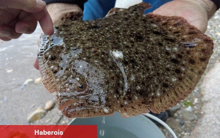 İki yıl önce 150 gram olarak salınmıştı... 1 kilo olarak ağlara takıldı! - Haberois İki yıl önce 150 gram olarak salınmıştı... 1 kilo olarak ağlara takıldı!