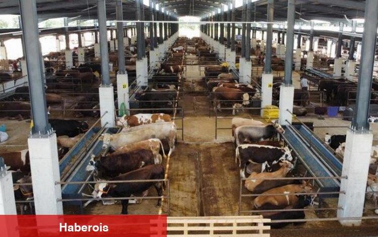 İnegöl Hayvan Pazarı Kotra ihale tarihi açıklandı - Haberois İnegöl Hayvan Pazarı Kotra ihale tarihi açıklandı