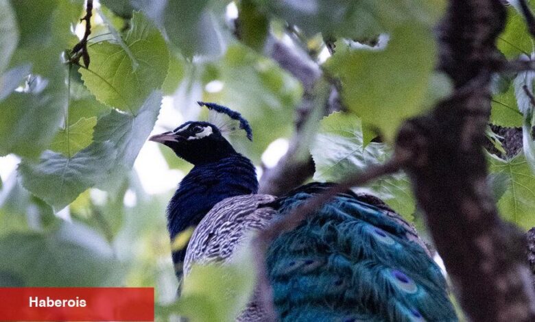 Kaçan Tavus Kuşu Bir Gecenin Ardından Bronx Hayvanat Bahçesi'ne Döndü - Haberois Kaçan Tavus Kuşu Bir Gecenin Ardından Bronx Hayvanat Bahçesi'ne Döndü