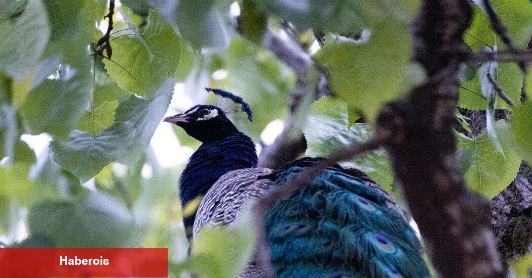 Kaçan Tavus Kuşu Bir Gecenin Ardından Bronx Hayvanat Bahçesi'ne Döndü