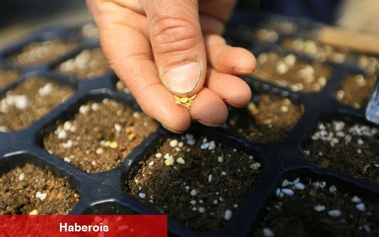 Muğla'dan 18 milyon tohum dağıtıldı - Haberois Muğla'dan 18 milyon tohum dağıtıldı