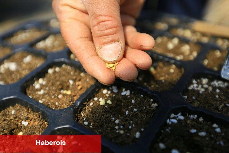 Muğla'dan 18 milyon tohum dağıtıldı