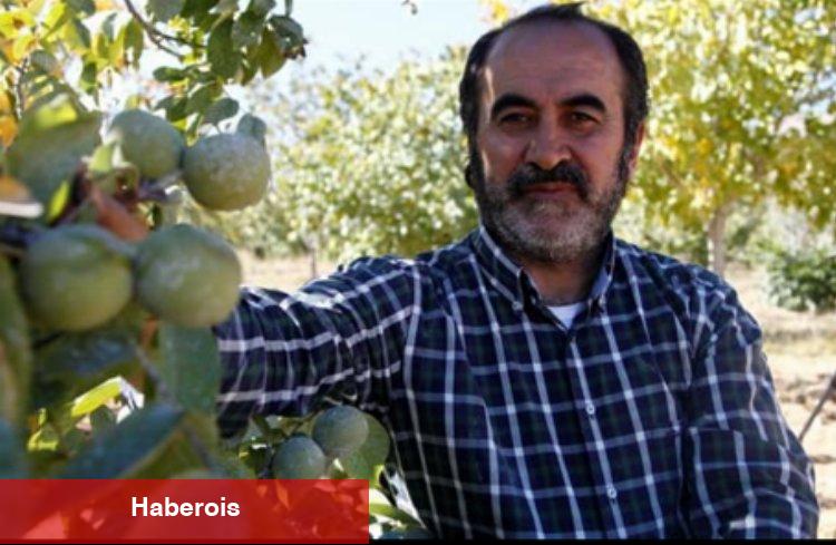 Sarsıntı ceviz bahçelerini olumsuz etkiledi... Ziraî altyapı büyük zararda!