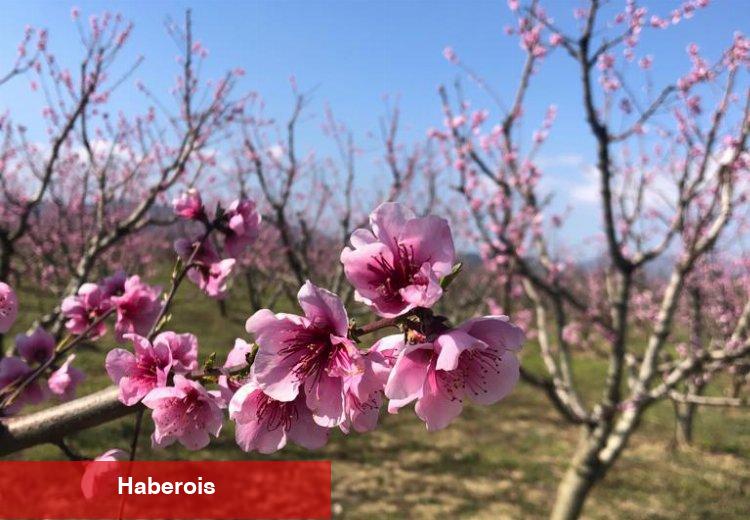Yenişehir Ovası'nı don ve kırağı vurdu