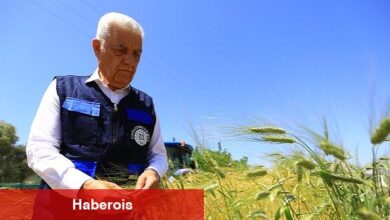 434 Dönümden Elde Edilen Kaba Yem Ücretsiz Dağıtılacak