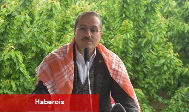AK Partili Kırkpınar ilk kiraz hasadına katıldı