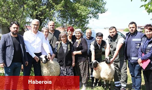 Başkan Çerçioğlu'ndan Koyunları Telef Olan Üretici Kadına Destek - Haberois Başkan Çerçioğlu'ndan Koyunları Telef Olan Üretici Kadına Destek