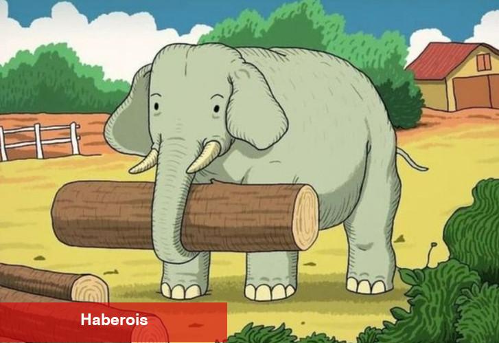 Bu fotoğraftaki atı yalnızca yüksek zekalı beşerler görüyor!