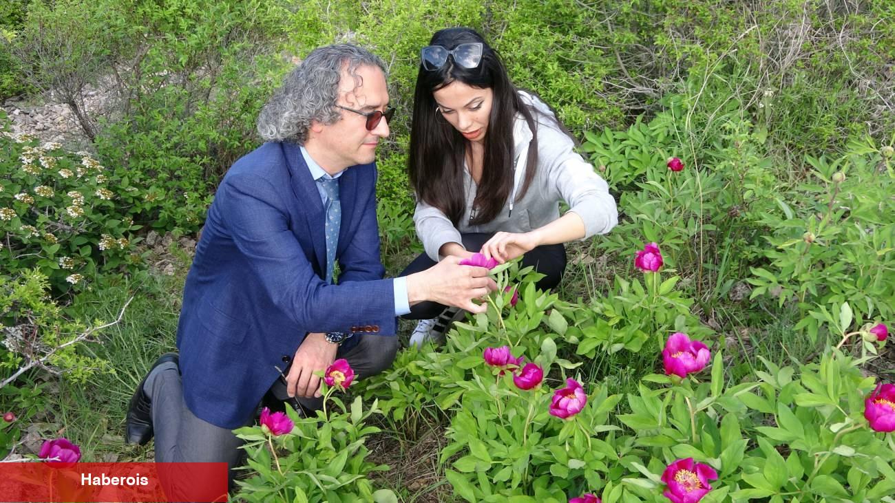 Bu lalelerin yalnızca 15 gün ömrü var! Ağrı kesici tesiriyle gündem oldu