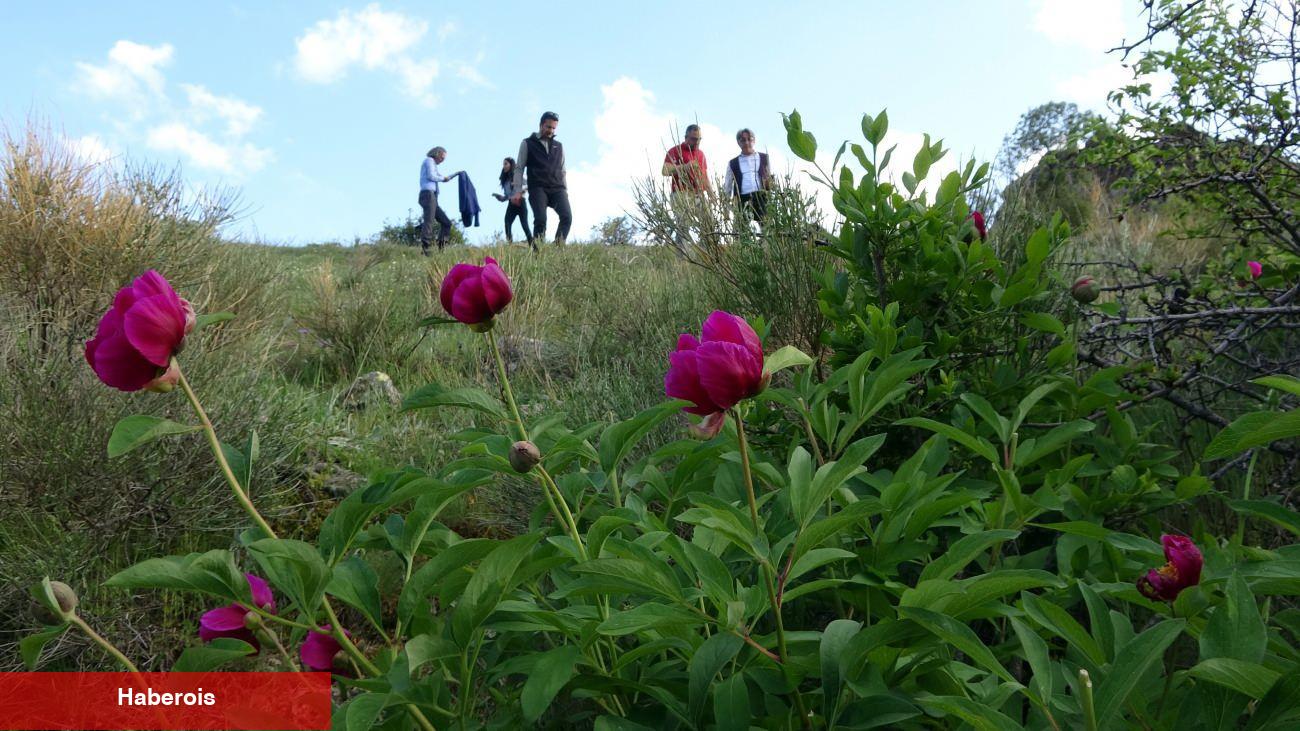 Bu lalelerin yalnızca 15 gün ömrü var! Ağrı kesici tesiriyle gündem oldu