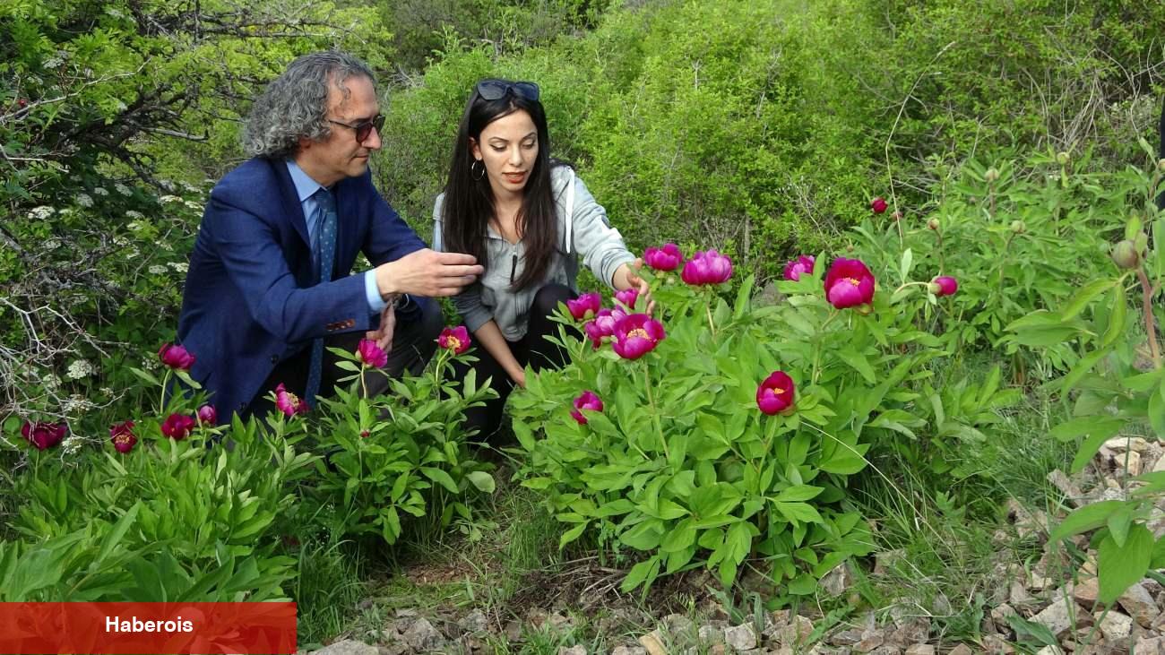 Bu lalelerin yalnızca 15 gün ömrü var! Ağrı kesici tesiriyle gündem oldu