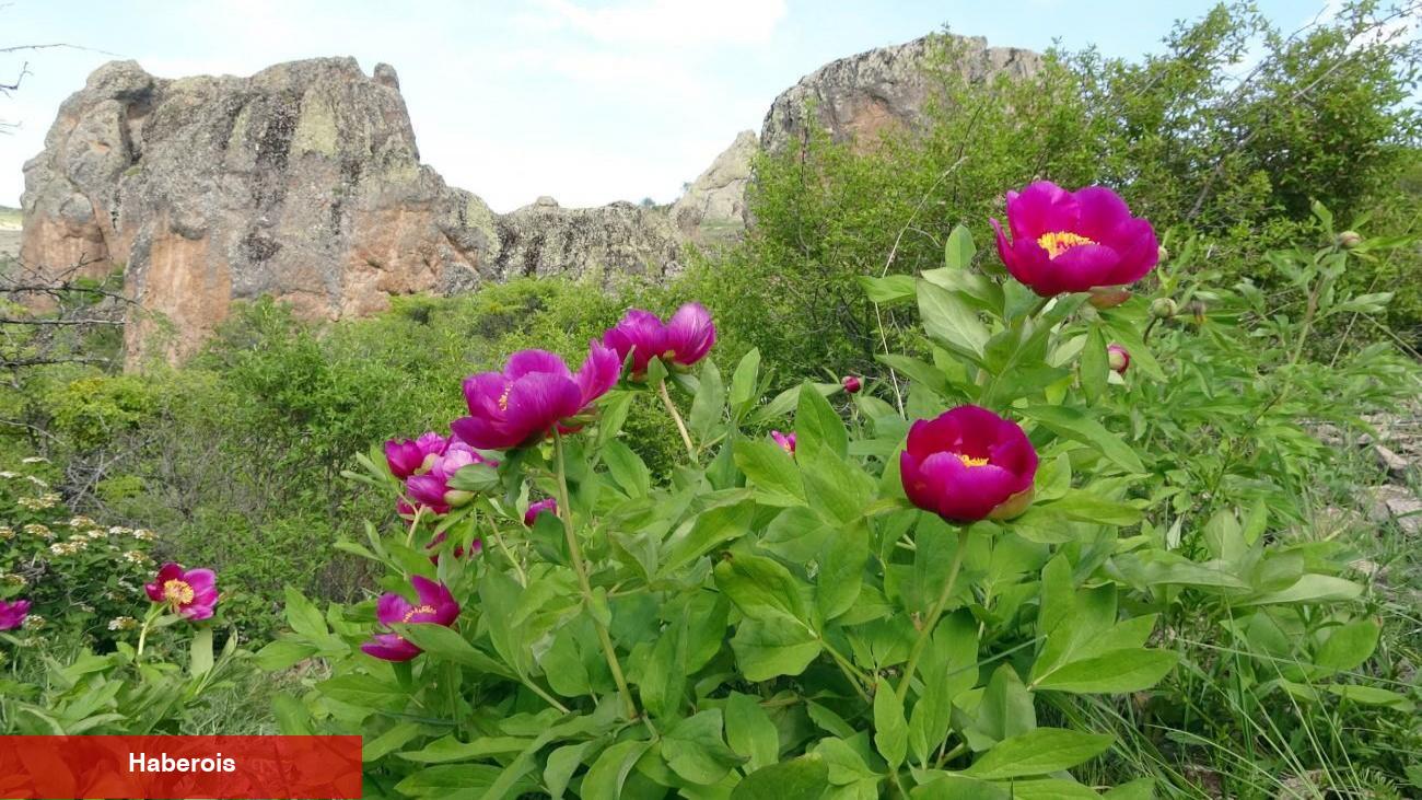 Bu lalelerin yalnızca 15 gün ömrü var! Ağrı kesici tesiriyle gündem oldu