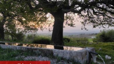 Bursa Yenişehir'de 15 yıldır dere suyu içiyorlar!