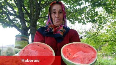 Çilek bahçesi tesisi ve karpuz tohumu