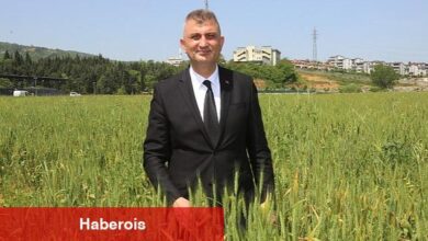 Gölcük Belediyesi Organik Buğdayları Bir Kez Daha Yetişiyor