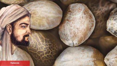 İbn-i Sina'dan 1 gecede beyaz saçları eskiye döndüren çörek otu yağı yöntemi!