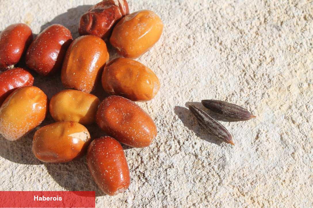 İğde Çekirdeği Tozu ne işe fayda ve yararları nelerdir? İğde Çekirdeği Tozu nasıl tüketilir?