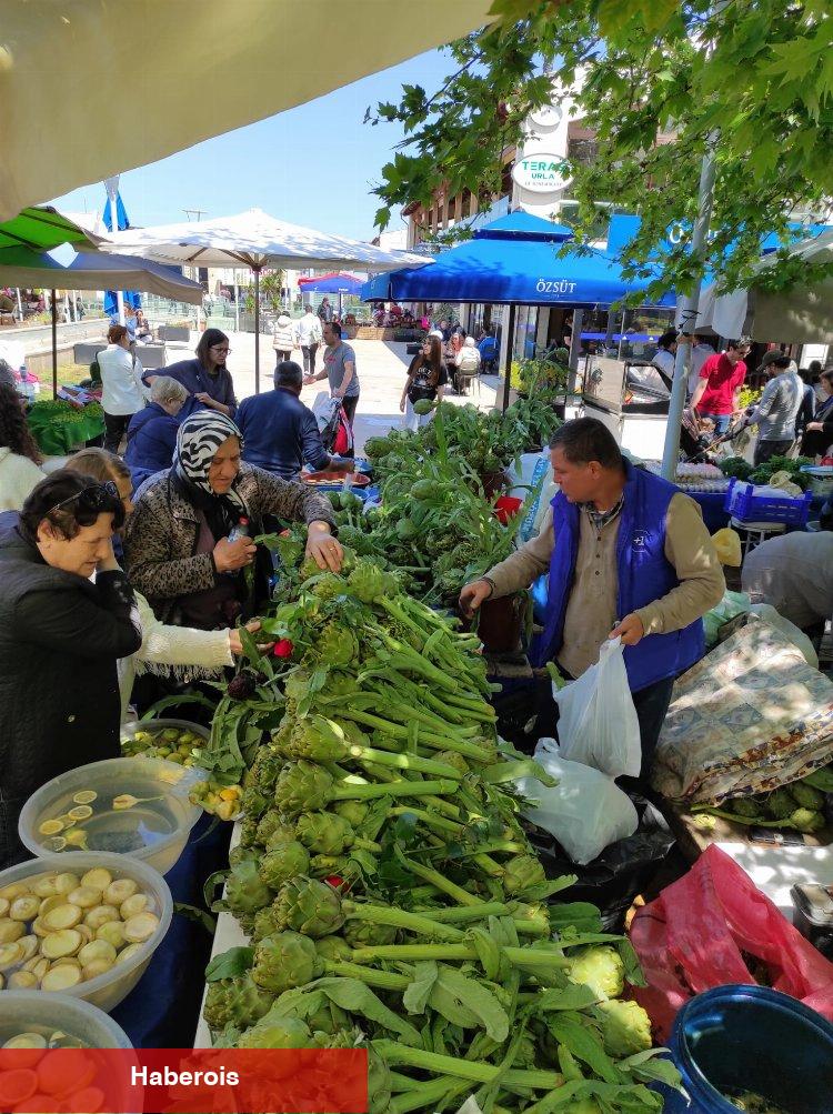 İzmir Urla enginara doydu