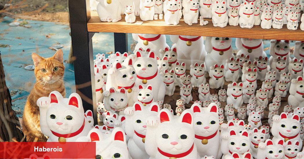 Japonya'da Kediler Neden Bu Kadar Efsanevi Güçlere Sahip?