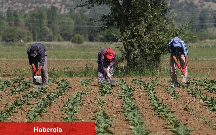 Konya Şeker 166 milyon TL avans ödeme yapacak - Haberois Konya Şeker 166 milyon TL avans ödeme yapacak