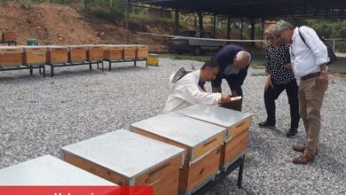 Manisa'da ana arılar teslime hazır