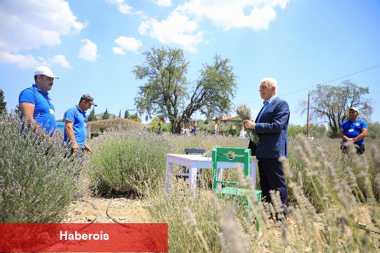 Muğla'da lavanta kokulu hazırlık