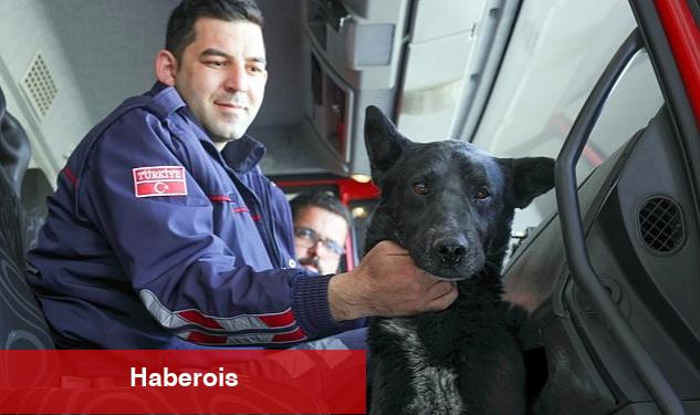 Nevşehir Belediyesi İtfaiye Müdürlüğü personelleri, bir vadide düştüğü kayalıklarda mahsur kalan ve 6 saatlik bir çalışma sonucu kurtardıkları sokak köpeğini sahiplendi - Haberois Nevşehir Belediyesi İtfaiye Müdürlüğü personelleri, bir vadide düştüğü kayalıklarda mahsur kalan ve 6 saatlik bir çalışma sonucu kurtardıkları sokak köpeğini sahiplendi