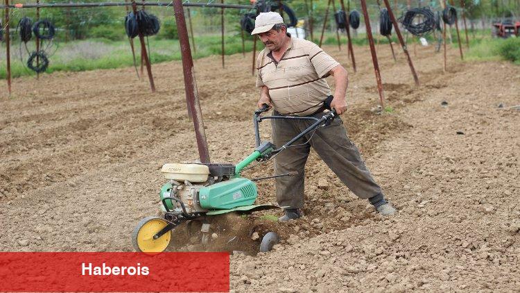 Pazaryeri Boncuk Fasulyesi tohumları toprakla buluştu