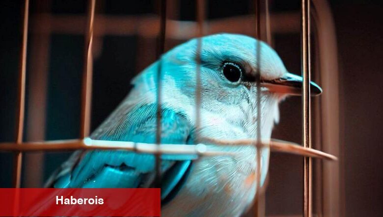 Twitter’dan Seçim Öncesi Türkiye İçin Kritik Açıklama - Haberois Twitter’dan Seçim Öncesi Türkiye İçin Kritik Açıklama