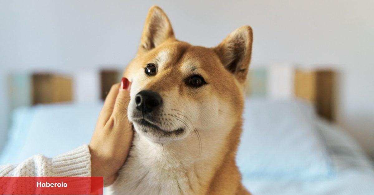 55 FinTech Uzmanından İnanılmaz Shiba Inu Tahmini!