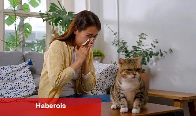 Akıllı mamalar, kedi alerjilerini ortadan kaldırabilir - Haberois Akıllı mamalar, kedi alerjilerini ortadan kaldırabilir