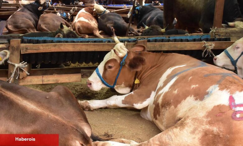 Aman dikkat! Kurban Bayramı öncesi dolandırıcılar iş başında!