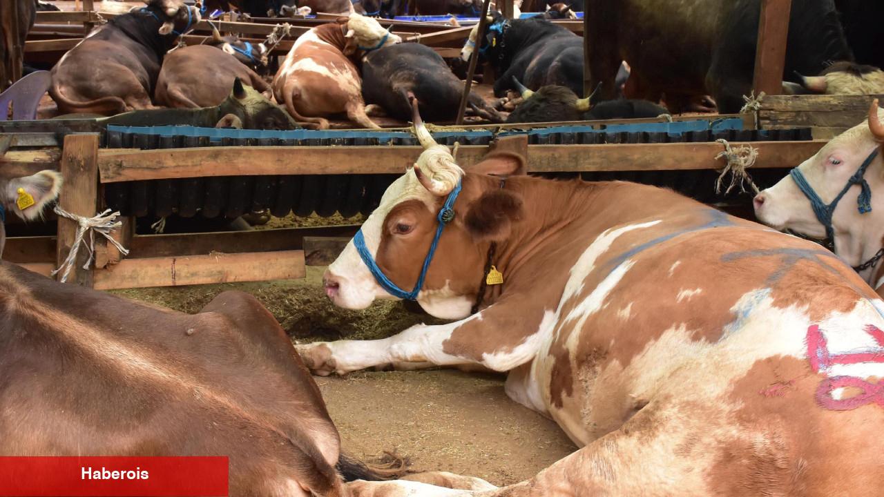 Aman dikkat! Kurban Bayramı öncesi dolandırıcılar iş başında!