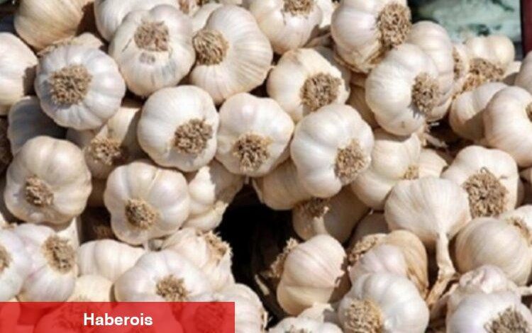 Babaeski Sarımsağı'na coğrafi işaret - Haberois Babaeski Sarımsağı'na coğrafi işaret