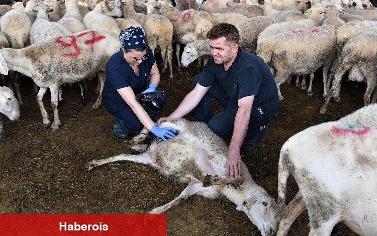 Bursa'da kurbanlıklara ultrason eşliğinde gebelik kontrolü - Haberois Bursa'da kurbanlıklara ultrason eşliğinde gebelik kontrolü