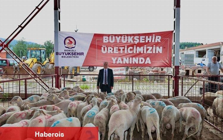 Denizli'de hayvancılığa 'büyük' destek - Haberois Denizli'de hayvancılığa 'büyük' destek