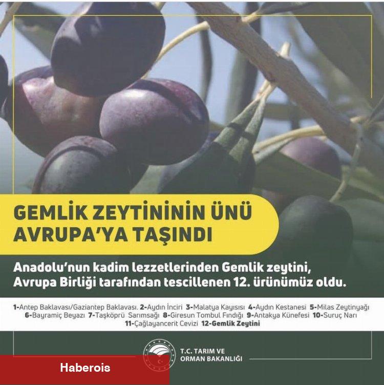 Gemlik Zeytini'ne AB tescili!