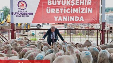 Hayvancılığa damızlık koç desteği