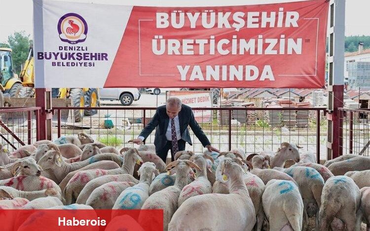 Hayvancılığa damızlık koç desteği - Haberois Hayvancılığa damızlık koç desteği